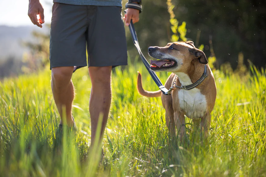 dog with collar