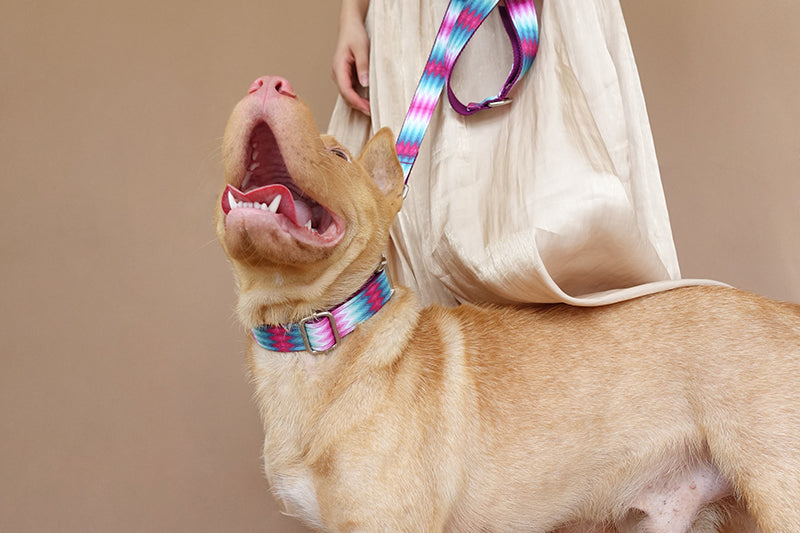 Fancy Dog Collars