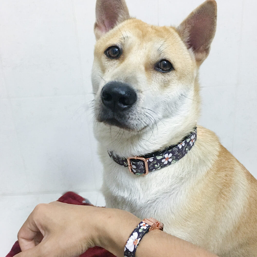 Matching Black Daisy Dog Collar And Bracelet Set