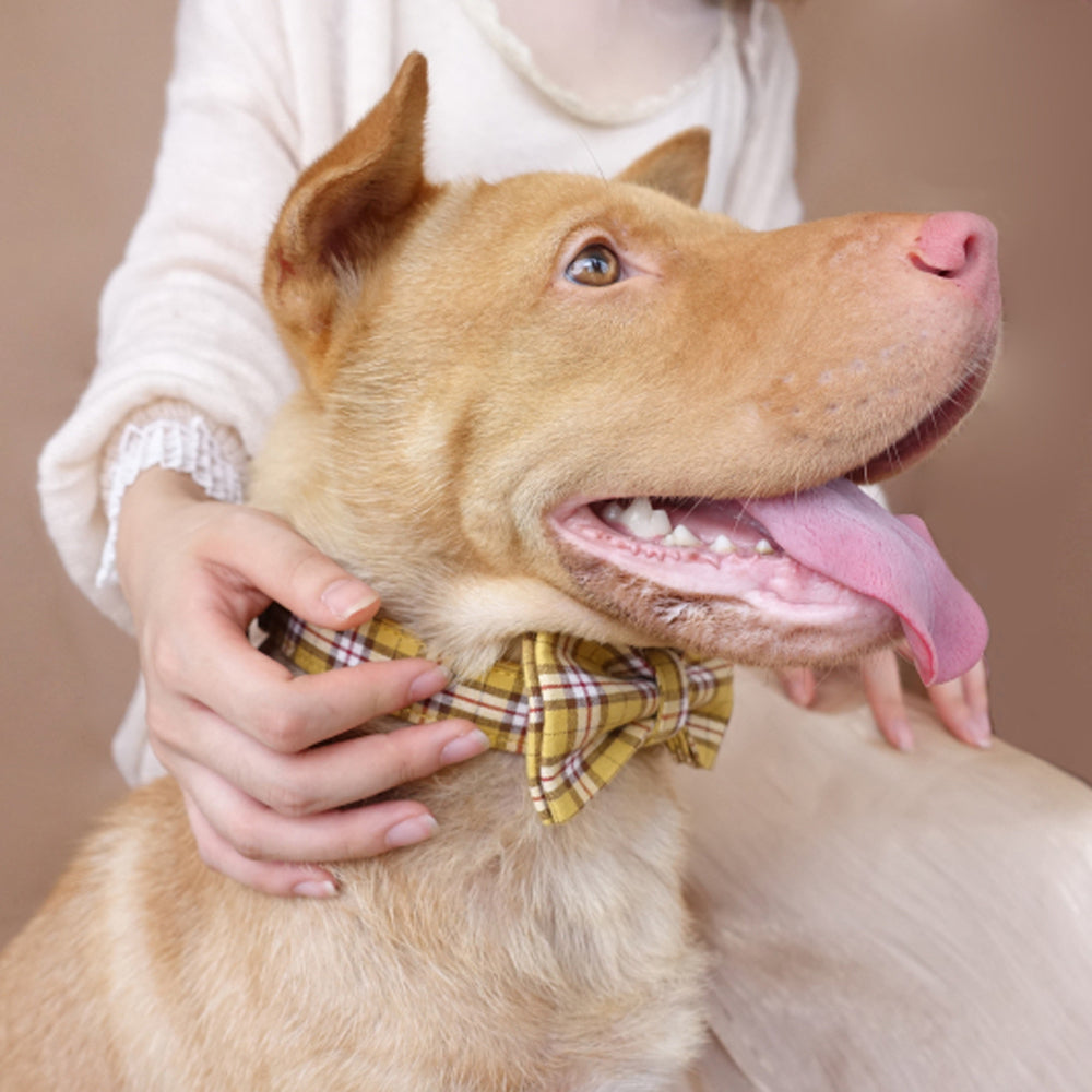 Custom Lemon Yellow Dog Collar Bow Tie Set