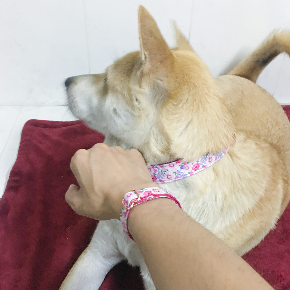 Matching Purple Flower Dog Collar And Bracelet Set