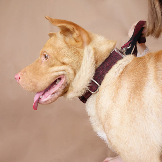 Custom Red Suit Dog Collar Set