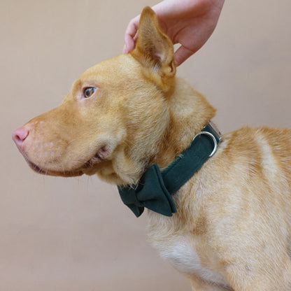 Custom Velvet Green Dog Collar Bow Tie Set