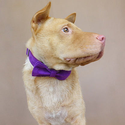 Custom Candy Purple Dog Collar Bow Tie Set