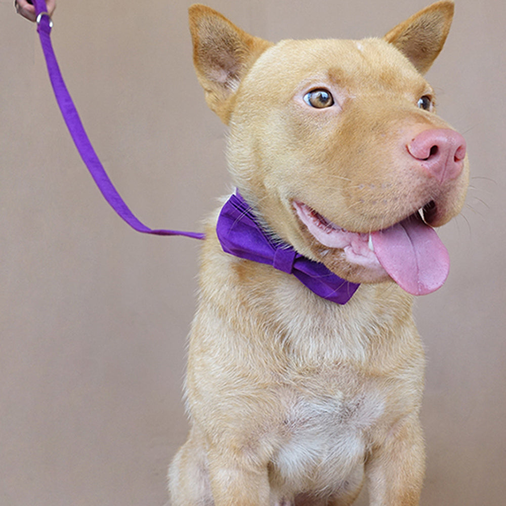 Custom Candy Purple Dog Collar Set