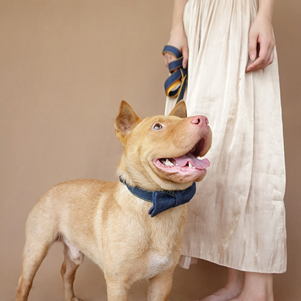 Custom Yellow Denim Dog Collar Set