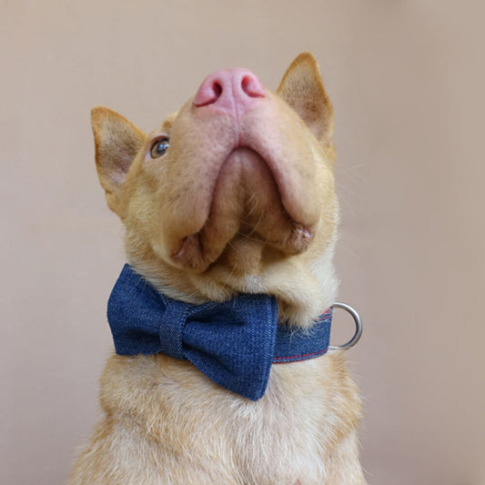 Custom Red Denim Dog Collar Bow Tie Set